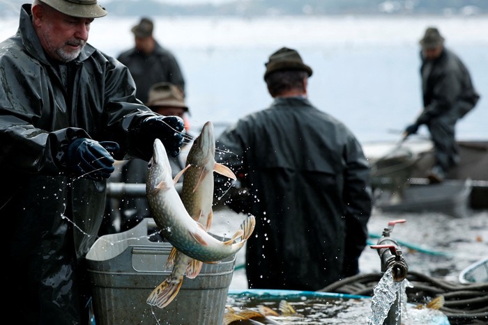 Fishermen set out to begin the traditional carp haul near the town of Trebon, Czech Republic, October 17, 2025. REUTERS/David W Cerny