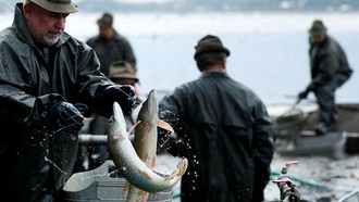 Australia Kebanjiran Ikan Mas, Warga Diajak Menyantapnya