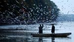 Tradisi Panen Ikan Mas Warnai Musim Gugur Ceko