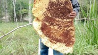 Hasil perburuan Sarang Lebah