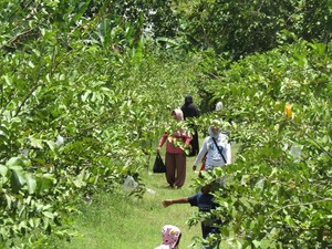 Serunya Wisata Petik Buah di Bojonegoro, Surganya Agrowisata Jawa Timur