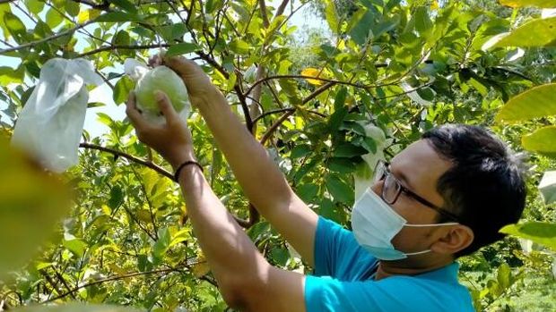 Agrowisata di Bojonegoro