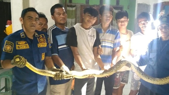 Damkar evakuasi ular yang lilit kucing di Bogor