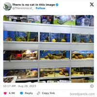 Kalau kamu punya mata yang jeli, coba temukan kumpulan kucing yang sedang bersembunyi di foto-foto berikut. Bisa menemukan berapa banyak?