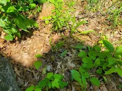 Dapatkah Kamu Menemukan Kumpulan Kucing Jadi Ninja Berikut Ini?