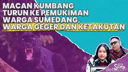 Video: Warga Sumedang Dikejutkan Kemunculan Macan Kumbang di Pekarangan Rumah