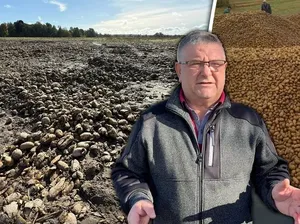 Gegara Hoaks Viral di Medsos, Petani Ini Kehilangan 150 Ton Kentang