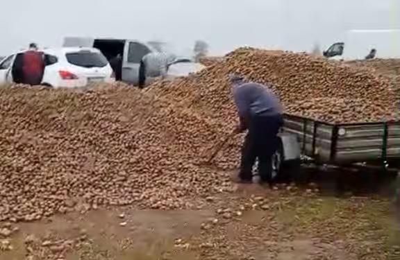 Seorang petani di Polandia mengalami kerugian besar setelah panen kentangnya hilang akibat berita bohong yang beredar di media sosial.