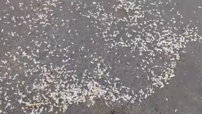 Hewan yang diduga udang laut namun ternyata parasit laut di pinggir Pantai Baru, Bantul.