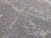 Heboh Muncul Hewan Putih Mirip Udang di Pantai Baru, Ini Faktanya