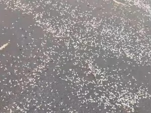 Sederet Fakta Heboh Kemunculan Hewan Putih Mirip Udang di Pantai Baru