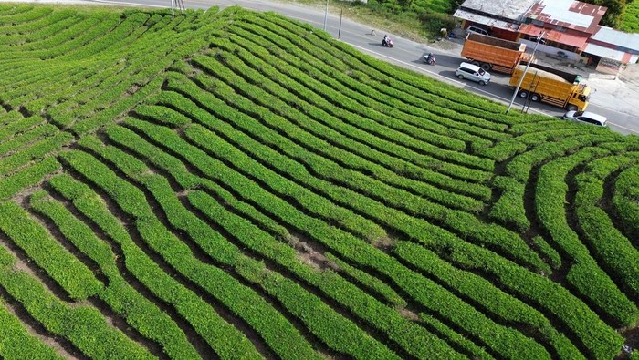 Kebun Teh Gunung Talang, Surga Hijau di Tanah Minang Foto udara kawasan kebun teh di Nagari Batang Barus, Solok, Sumatera Barat, Selasa (21/10/2025). Kawasan wisata kebun teh yang terhampar di berbukitan kaki Gunung Talang itu berada sekitar 50 kilometer dari Kota Padang dan menjadi destinasi favorit wisatawan karena letaknya strategis di Jalan Raya Sumbar - Jambi. ANTARA FOTO/Iggoy el Fitra