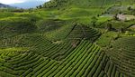 Kebun Teh Gunung Talang, Surga Hijau di Tanah Minang