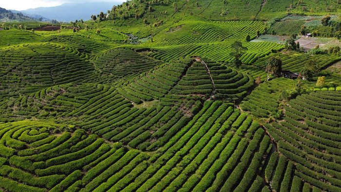 Kebun Teh Gunung Talang, Surga Hijau di Tanah Minang Foto udara kawasan kebun teh di Nagari Batang Barus, Solok, Sumatera Barat, Selasa (21/10/2025). Kawasan wisata kebun teh yang terhampar di berbukitan kaki Gunung Talang itu berada sekitar 50 kilometer dari Kota Padang dan menjadi destinasi favorit wisatawan karena letaknya strategis di Jalan Raya Sumbar - Jambi. ANTARA FOTO/Iggoy el Fitra