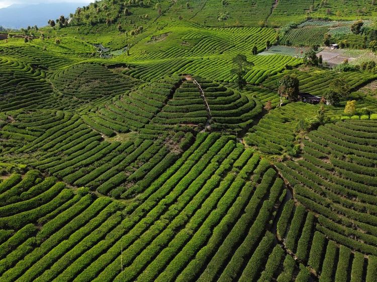 Kebun Teh Gunung Talang, Surga Hijau di Tanah Minang