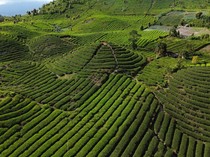 Kebun Teh Gunung Talang, Surga Hijau di Tanah Minang