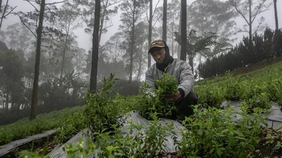 Menjelajahi Surga Tanaman Obat di Lereng Tawangmangu