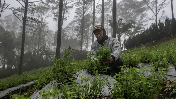 Menjelajahi Surga Tanaman Obat di Lereng Tawangmangu