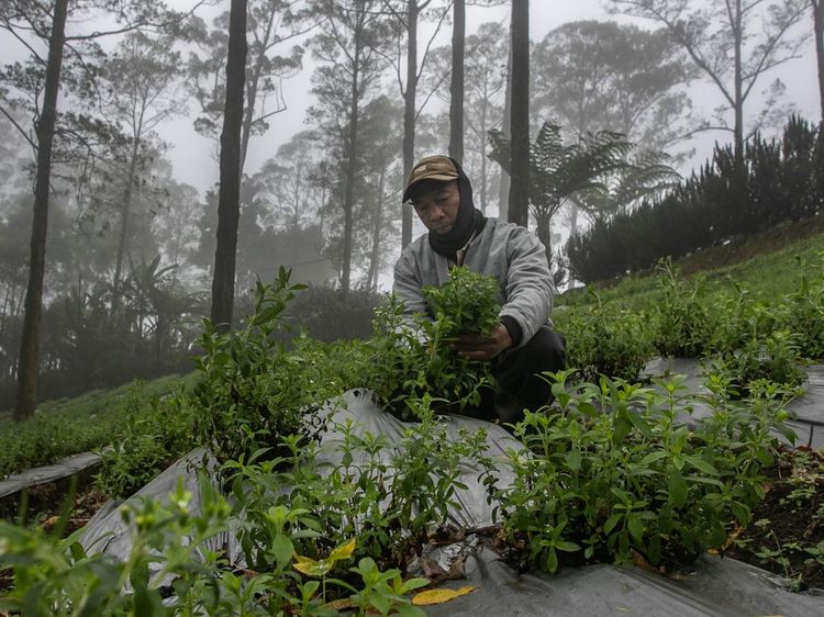Menjelajahi Surga Tanaman Obat di Lereng Tawangmangu