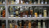 Saat ini, sekitar 300 spesies dari 900 tanaman obat dibudidayakan di Hortus Medicus dengan lahan total seluas 17,6 hektare yang meliputi tiga lokasi yaitu Karanganyar, Karangpandan, Tawangmangu.  Di kawasan itulah tanaman tersebut kini terus dikembangkan sebagai potensi wisata kesehatan. ANTARA FOTO/Maulana Surya