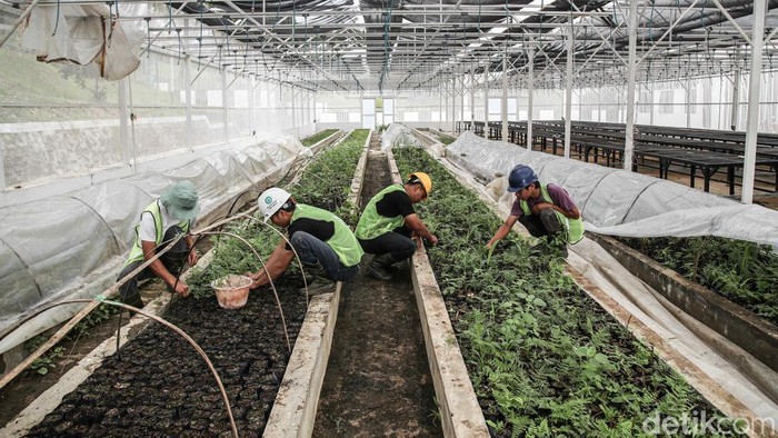 Pembibitan Modern Jadi Tren Bertani Masa Kini di Toba Sejumlah pekerja menanam bibit jengkol dan petani dengan sistem pembibitan modern di kawasan Paritohan, Toba, Sumatera Utara, Rabu (22/10/2025). Sistem pembibitan modern terus menunjukkan komitmennya terhadap kelestarian lingkungan melalui inovasi di bidang penghijauan. Sekaligus menjadi tren sistem pertanian masa kini