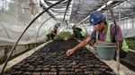 Pembibitan Modern Jadi Tren Bertani Masa Kini di Toba