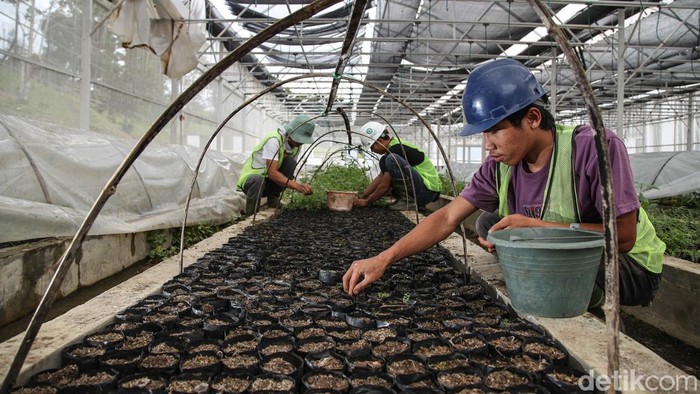 Pembibitan Modern Jadi Tren Bertani Masa Kini di Toba Sejumlah pekerja menanam bibit jengkol dan petani dengan sistem pembibitan modern di kawasan Paritohan, Toba, Sumatera Utara, Rabu (22/10/2025). Sistem pembibitan modern terus menunjukkan komitmennya terhadap kelestarian lingkungan melalui inovasi di bidang penghijauan. Sekaligus menjadi tren sistem pertanian masa kini