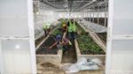 Pembibitan Modern Jadi Tren Bertani Masa Kini di Toba