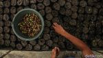 Pembibitan Modern Jadi Tren Bertani Masa Kini di Toba