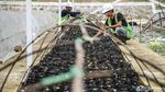 Pembibitan Modern Jadi Tren Bertani Masa Kini di Toba
