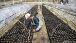 Pembibitan Modern Jadi Tren Bertani Masa Kini di Toba