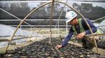 Pembibitan Modern Jadi Tren Bertani Masa Kini di Toba