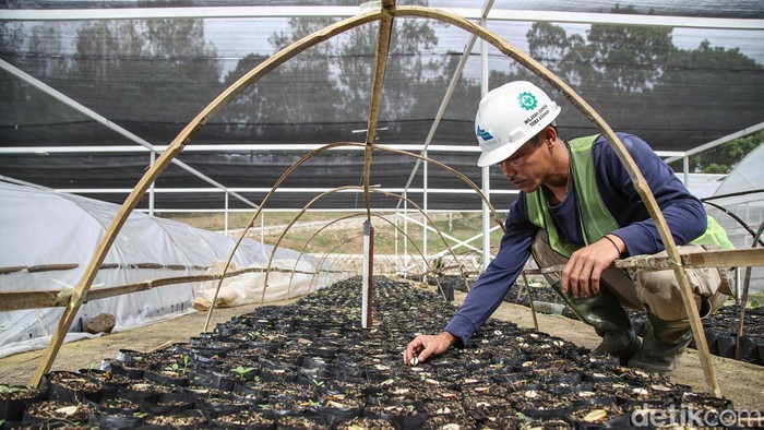 Pembibitan Modern Jadi Tren Bertani Masa Kini di Toba Sejumlah pekerja menanam bibit jengkol dan petani dengan sistem pembibitan modern di kawasan Paritohan, Toba, Sumatera Utara, Rabu (22/10/2025). Sistem pembibitan modern terus menunjukkan komitmennya terhadap kelestarian lingkungan melalui inovasi di bidang penghijauan. Sekaligus menjadi tren sistem pertanian masa kini
