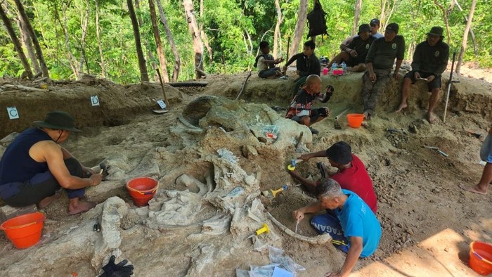 Penemuan fosil gajah purba stegodon di Nganjuk.