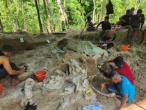 Heboh! Fosil Gajah Purba Raksasa Ditemukan di Daerah Nganjuk