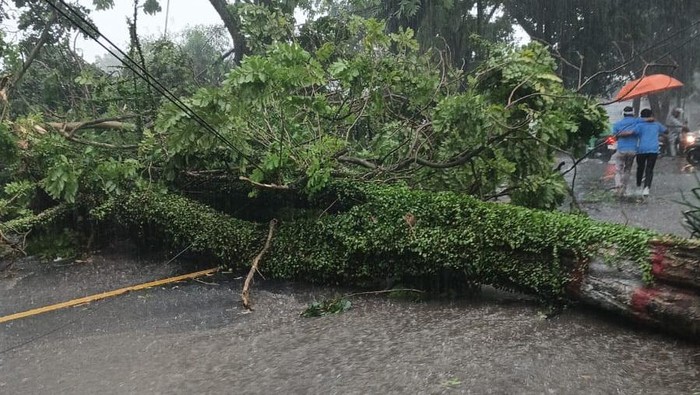 Pohon tumbang di tiga ruas jalan Cianjur, Rabu (22/10/2025).