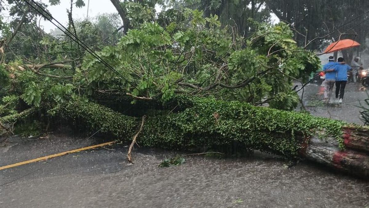 Akses Cianjur-Bandung Sempat Terputus Akibat Pohon Tumbang