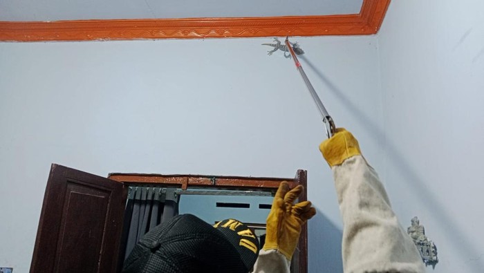Proses evakuasi tokek di rumah warga di Kuningan