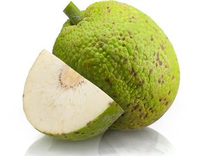 Sukun, Superfood Negara Tropis yang Bisa Jadi Pengganti Nasi dan Roti