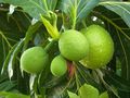 Video: Buah Sukun Jadi Superfood Indonesia di Masa Depan?