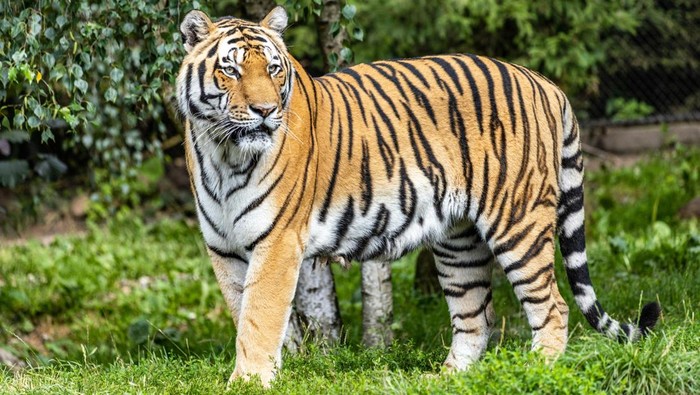 Beda Harimau dan Macan, Siapa yang Terkuat dan Paling Mematikan?