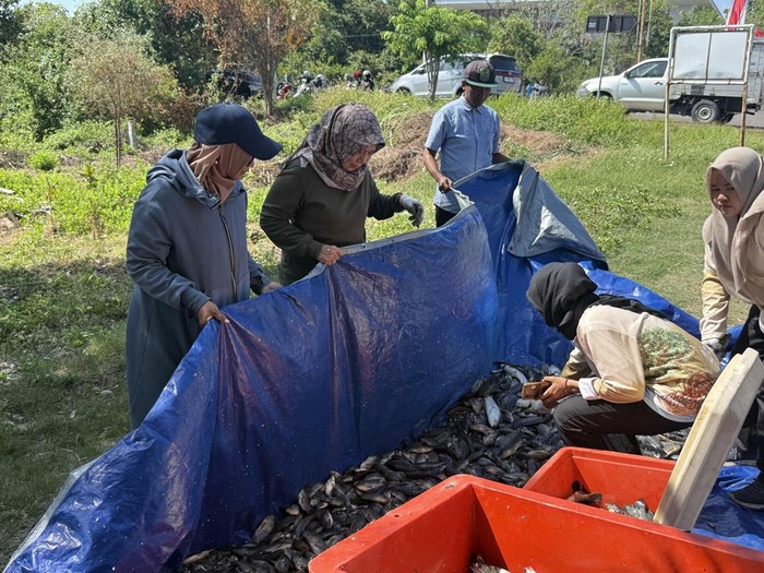 Hasil Silvofishery di Kebun Raya Mangrove Hasil Silvofishery di Kebun Raya Mangrove