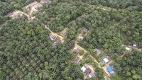 Perubahan lanskap tersebut mengubah pola hidup sebagian besar warga Suku Batin Sembilan. Banyak di antara mereka kini beralih profesi menjadi pekerja kebun atau petani sawit mandiri, meski sebagian masih berupaya mempertahankan tradisi dan cara hidup lama di tengah tekanan ekonomi dan perubahan lingkungan. ANTARA FOTO/Wahdi Septiawan Perubahan lanskap tersebut mengubah pola hidup sebagian besar warga Suku Batin Sembilan. Banyak di antara mereka kini beralih profesi menjadi pekerja kebun atau petani sawit mandiri, meski sebagian masih berupaya mempertahankan tradisi dan cara hidup lama di tengah tekanan ekonomi dan perubahan lingkungan. ANTARA FOTO/Wahdi Septiawan