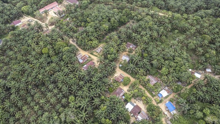 Jejak Suku Batin Sembilan yang Terhimpit Perkebunan Sawit di Jambi Foto udara kawasan Trans Sosial Suku Batin Sembilan di Muaro Singoan, Batang Hari, Jambi, Rabu (22/10/2025). Kawasan Trans Sosial yang dibangun pemerintah pada tahun 1999 untuk menyediakan ruang hidup bagi warga Suku Batin Sembilan di tengah-tengah hutan lebat Sumatera tersebut kini berubah menjadi kawasan perkebunan kelapa sawit milik perorangan dan beberapa perusahaan. ANTARA FOTO/Wahdi Septiawan