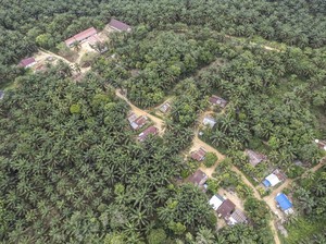 Apakah Pohon Sawit Bisa Menyerap Air? Ini Fungsi dan Dampaknya bagi Lingkungan