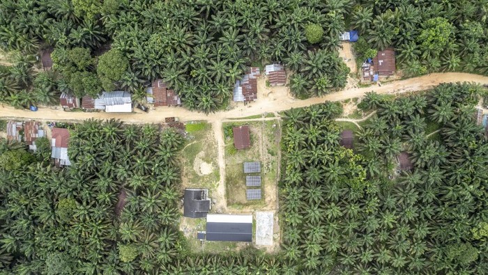 Jejak Suku Batin Sembilan yang Terhimpit Perkebunan Sawit di Jambi Foto udara kawasan Trans Sosial Suku Batin Sembilan di Muaro Singoan, Batang Hari, Jambi, Rabu (22/10/2025). Kawasan Trans Sosial yang dibangun pemerintah pada tahun 1999 untuk menyediakan ruang hidup bagi warga Suku Batin Sembilan di tengah-tengah hutan lebat Sumatera tersebut kini berubah menjadi kawasan perkebunan kelapa sawit milik perorangan dan beberapa perusahaan. ANTARA FOTO/Wahdi Septiawan