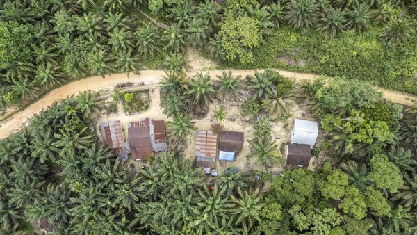 Jejak Suku Batin Sembilan yang Terhimpit Perkebunan Sawit di Jambi