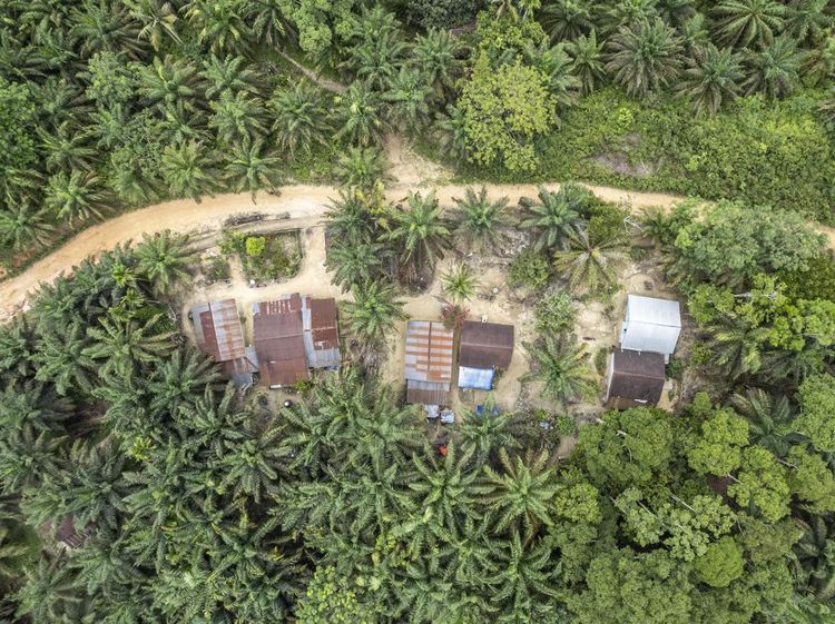 Jejak Suku Batin Sembilan yang Terhimpit Perkebunan Sawit di Jambi