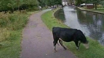 Google Menanggapi Privasi Sapi dengan Serius Foto: Boredpanda