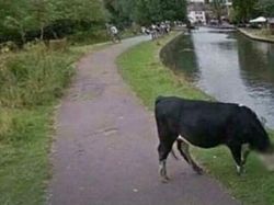 Google Maps Rekam Kejadian Aneh, Haru, Misterius hingga Kocak